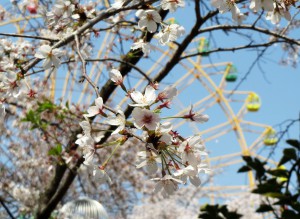 華蔵寺公園桜　01